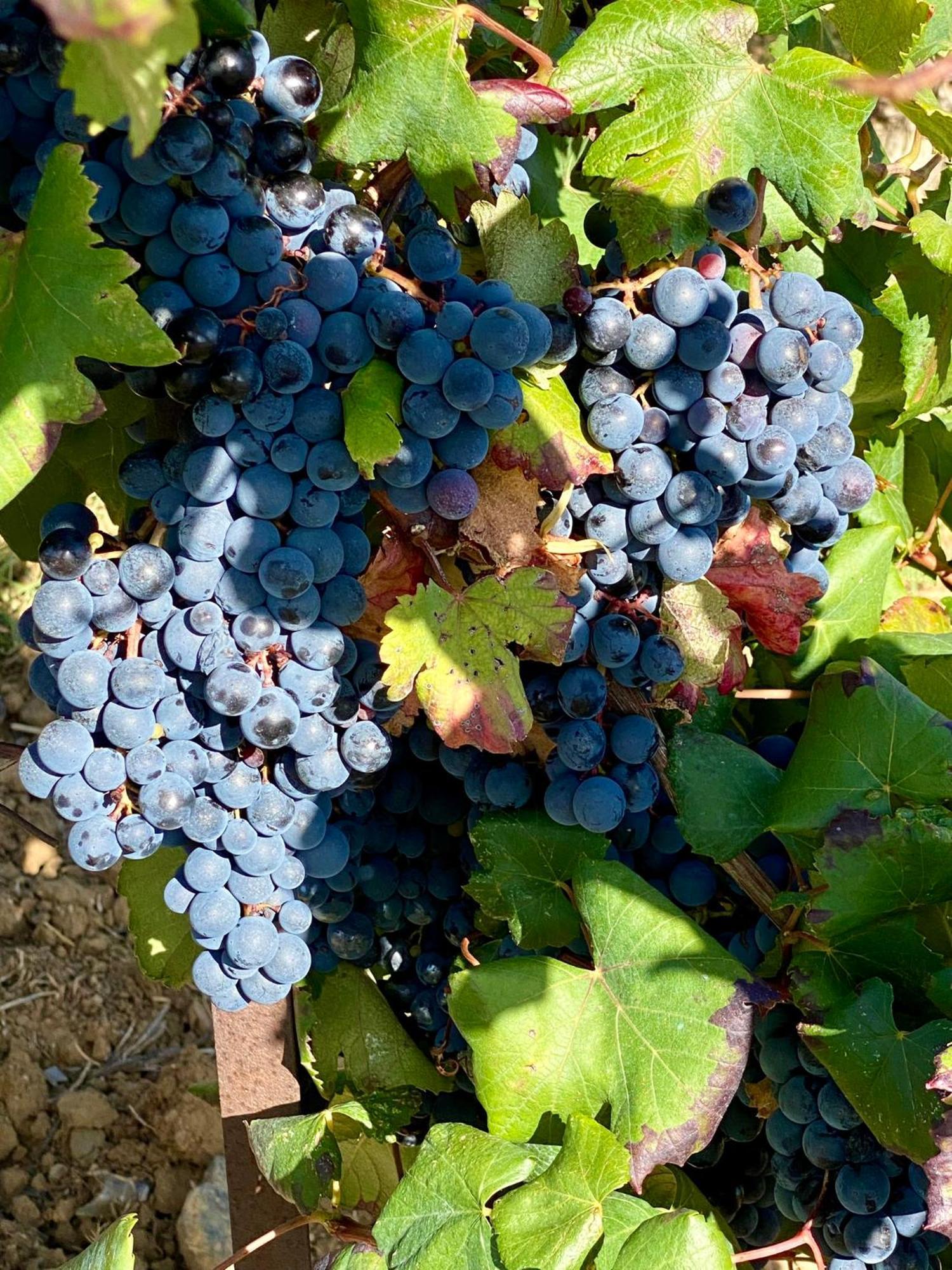 Maison Du Midi, 2 Gites De Charme Ginestas Екстериор снимка
